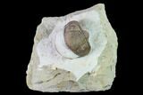 Big, Enrolled Lochovella (Reedops) Trilobite - Oklahoma #135459-2